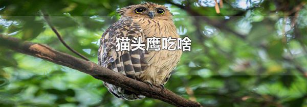 猫头鹰吃啥