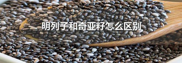 明列子和奇亚籽怎么区别