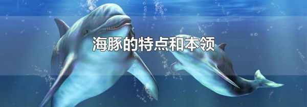海豚的特点和本领