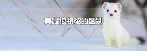 黄鼠狼和貂的区别