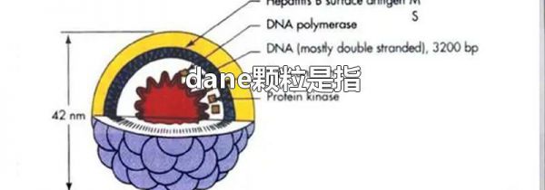 dane颗粒是指