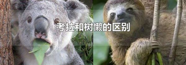 考拉和树懒的区别