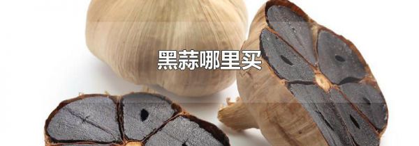 黑蒜哪里买