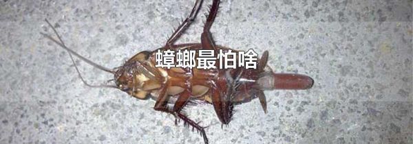 蟑螂最怕啥
