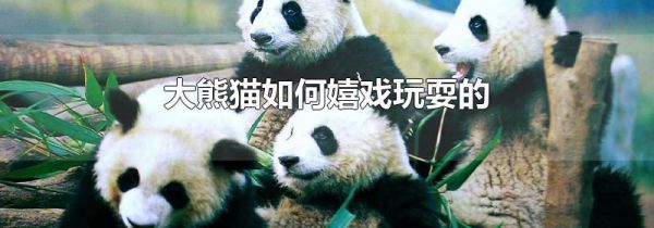 大熊猫如何嬉戏玩耍的