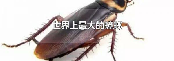 世界上最大的蟑螂