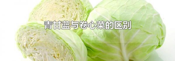 青甘蓝与卷心菜的区别