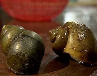 福寿螺能吃吗？