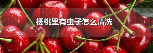 樱桃里有虫子怎么清洗
