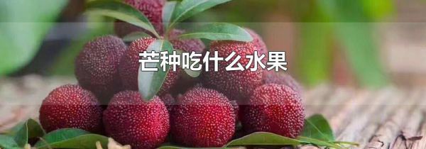 芒种吃什么水果