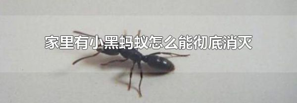 家里有小黑蚂蚁怎么能彻底消灭