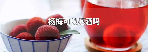 杨梅可以泡酒吗