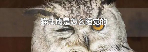 猫头鹰是怎么睡觉的