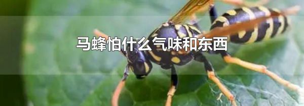马蜂怕什么气味和东西