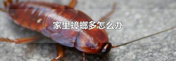 家里蟑螂多怎么办