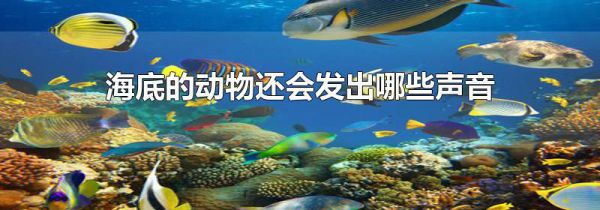 海底的动物还会发出哪些声音