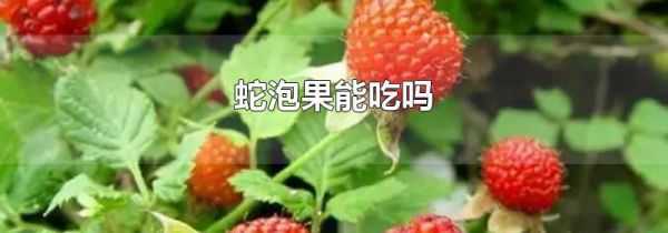 蛇泡果能吃吗