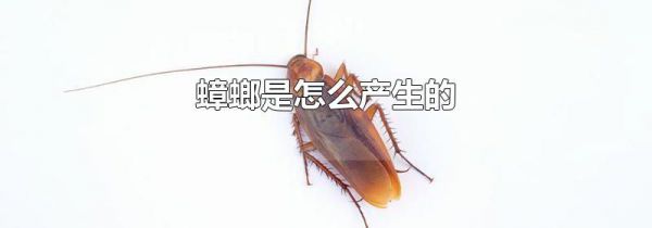 蟑螂是怎么产生的
