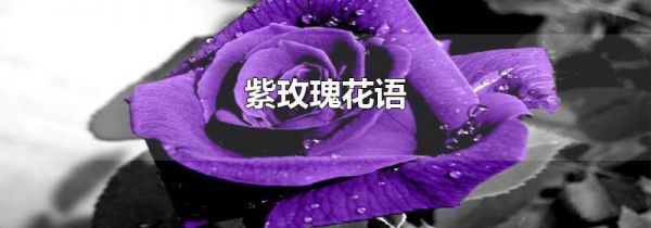 紫玫瑰花语
