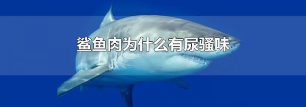 鲨鱼肉为什么有尿骚味