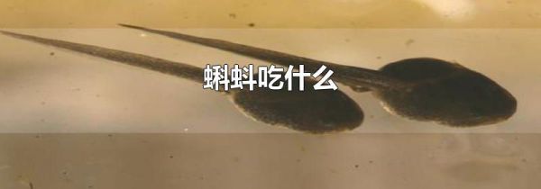 蝌蚪吃什么