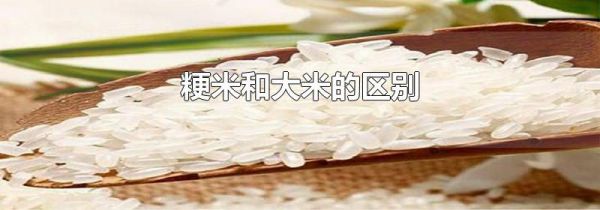 粳米和大米的区别