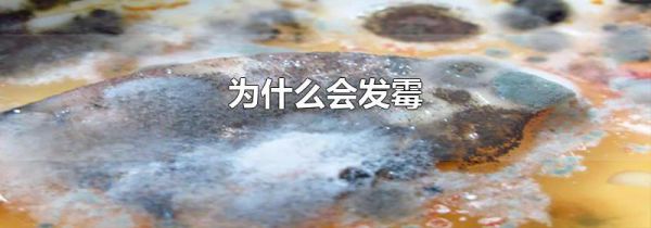 为什么会发霉