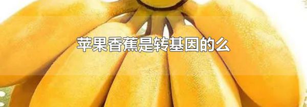 苹果香蕉是转基因的么