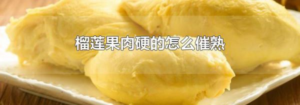 榴莲果肉硬的怎么催熟