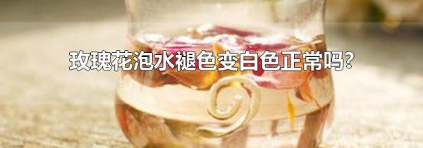 玫瑰花泡水褪色变白色正常吗?