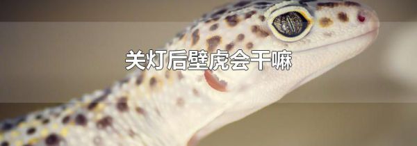 关灯后壁虎会干嘛