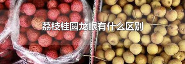 荔枝桂圆龙眼有什么区别