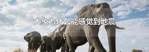 大象为什么能感觉到地震
