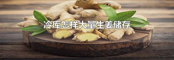 冷库怎样大量生姜储存