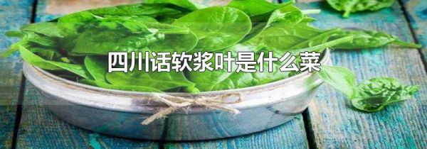 四川话软浆叶是什么菜