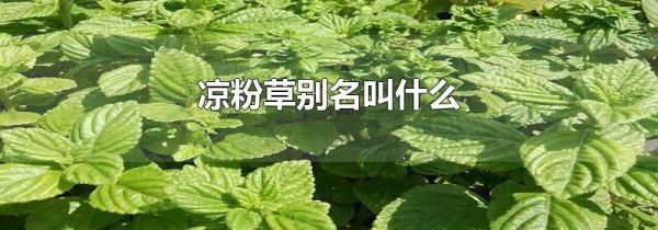 凉粉草别名叫什么