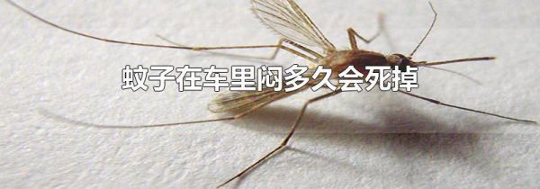 蚊子在车里闷多久会死掉