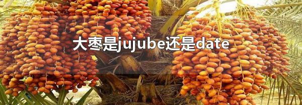 大枣是jujube还是date