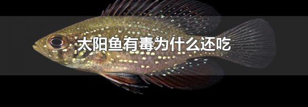 太阳鱼有毒为什么还吃