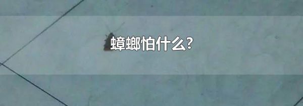 蟑螂怕什么?
