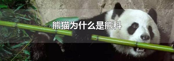 熊猫为什么是熊科