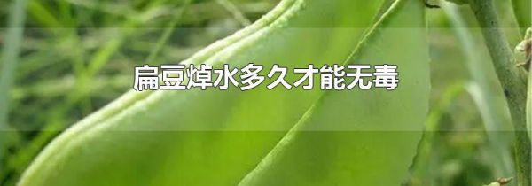 扁豆焯水多久才能无毒