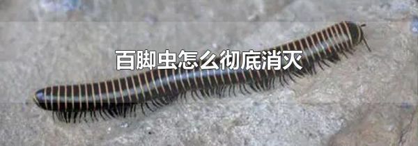 百脚虫怎么彻底消灭