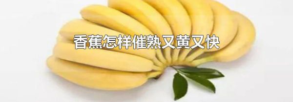香蕉怎样催熟又黄又快