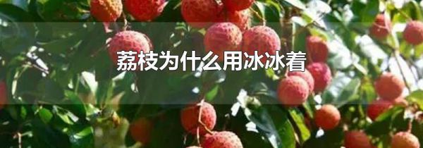 荔枝为什么用冰冰着