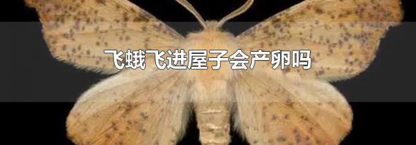 飞蛾飞进屋子会产卵吗