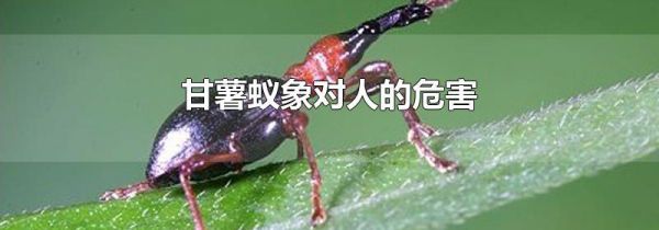 甘薯蚁象对人的危害