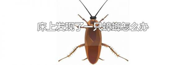 床上发现了一只蟑螂怎么办