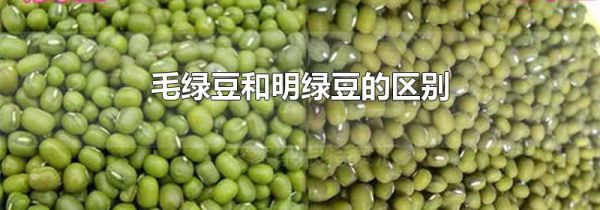 毛绿豆和明绿豆的区别