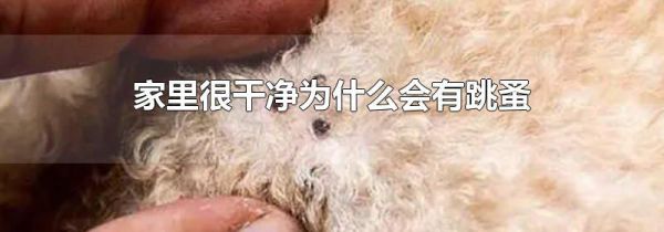 家里很干净为什么会有跳蚤
